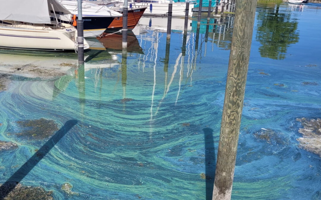 Giftige Blaualgen – mögliche Gefahr für die Gesundheit