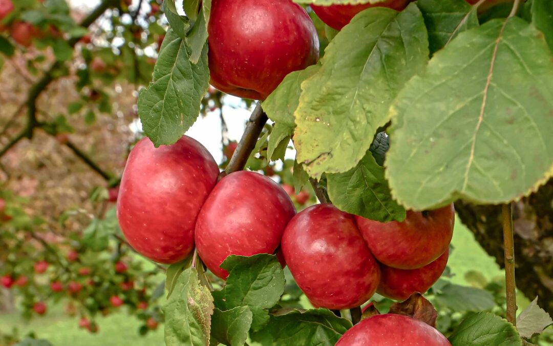 Gastauftritt an der OLMA