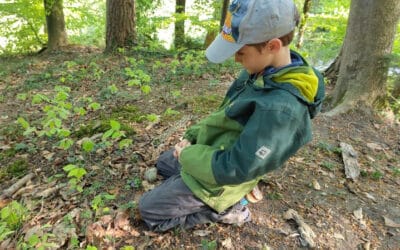 Waldveilchen am 22.4.2026